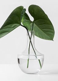 Elephant Ears plant in a glass vase with water