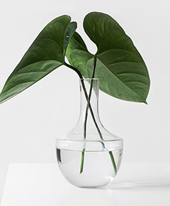 Planta Orelhas de elefante num vaso de vidro com água